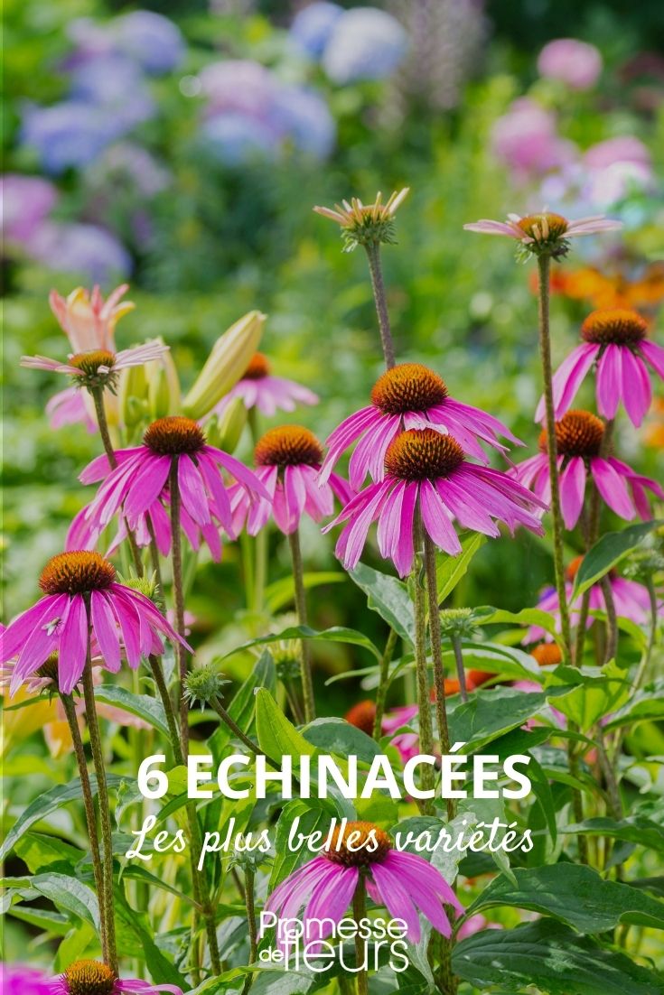 The 6 Most Beautiful Echinaceas