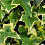 Ivy: the most beautiful variegated leaf varieties