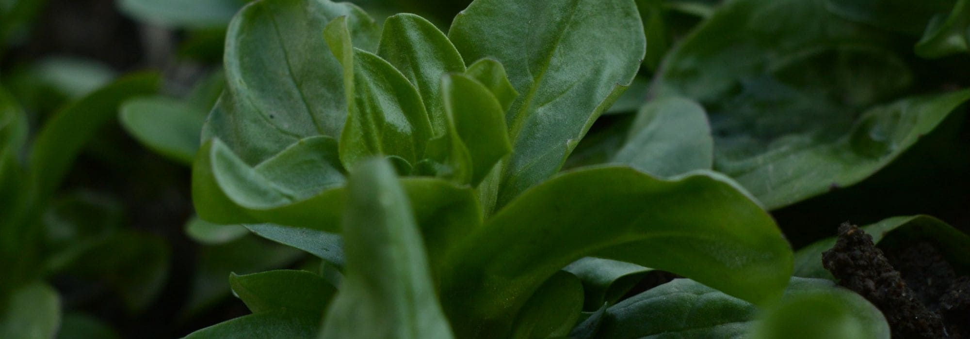 6 varieties of lamb's lettuce to grow in the vegetable garden