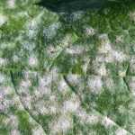 All you need to know about fungal diseases