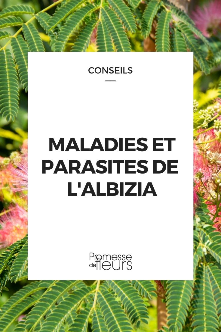 Parasitic Disease in Albizia