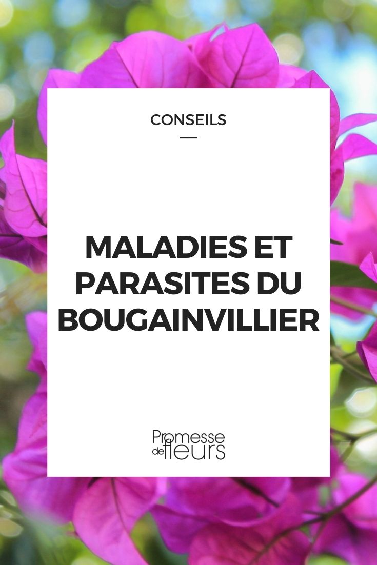 Parasitic Disease in Bougainvillea