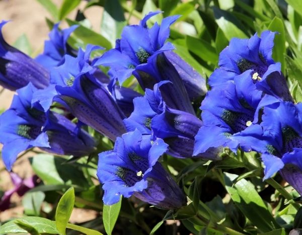 How to propagate gentian?