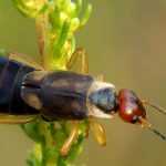 The earwig, an overlooked ally for the garden