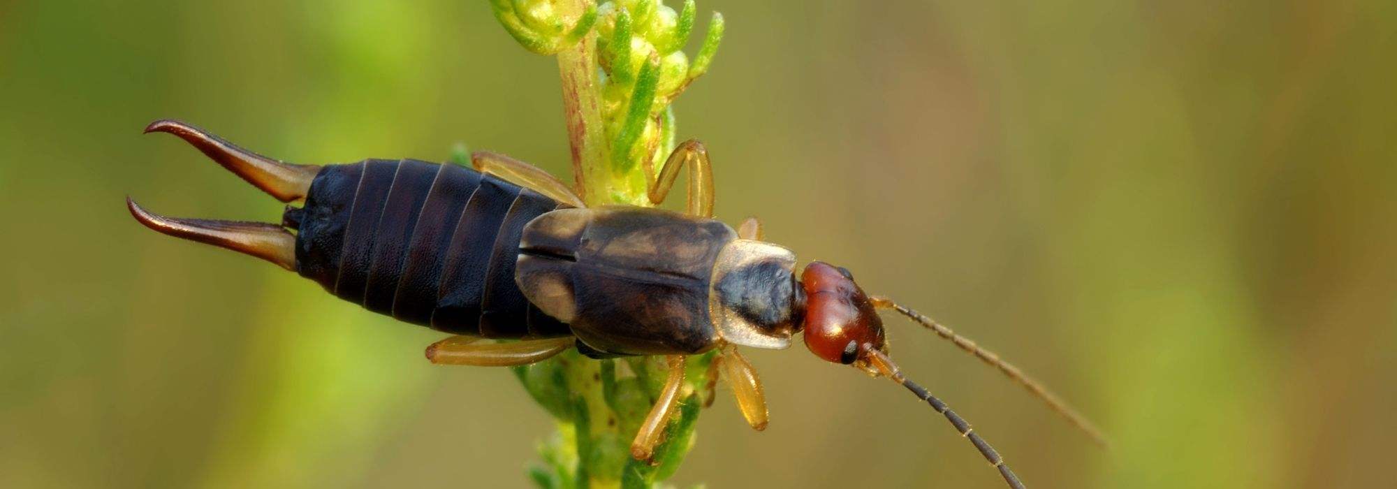 The earwig, an overlooked ally for the garden