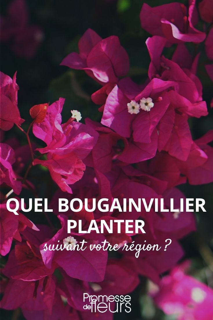 Which Bougainvillea to Plant