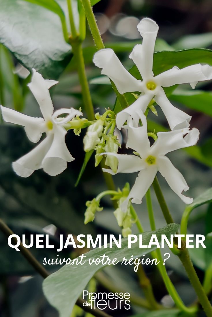 Which Jasmine to Plant Depending on Your Region