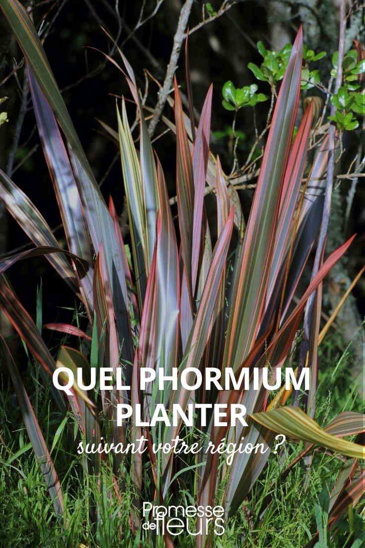 Which Phormium to Plant