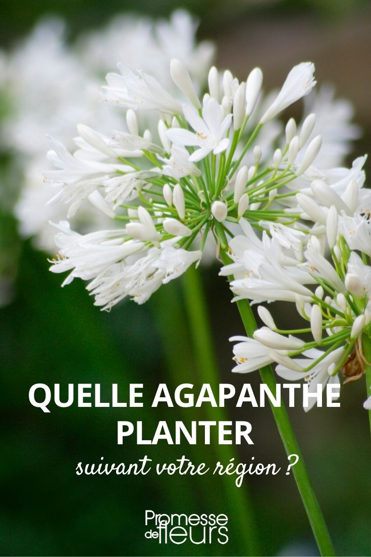 Which Agapanthus to Plant Depending on Your Region