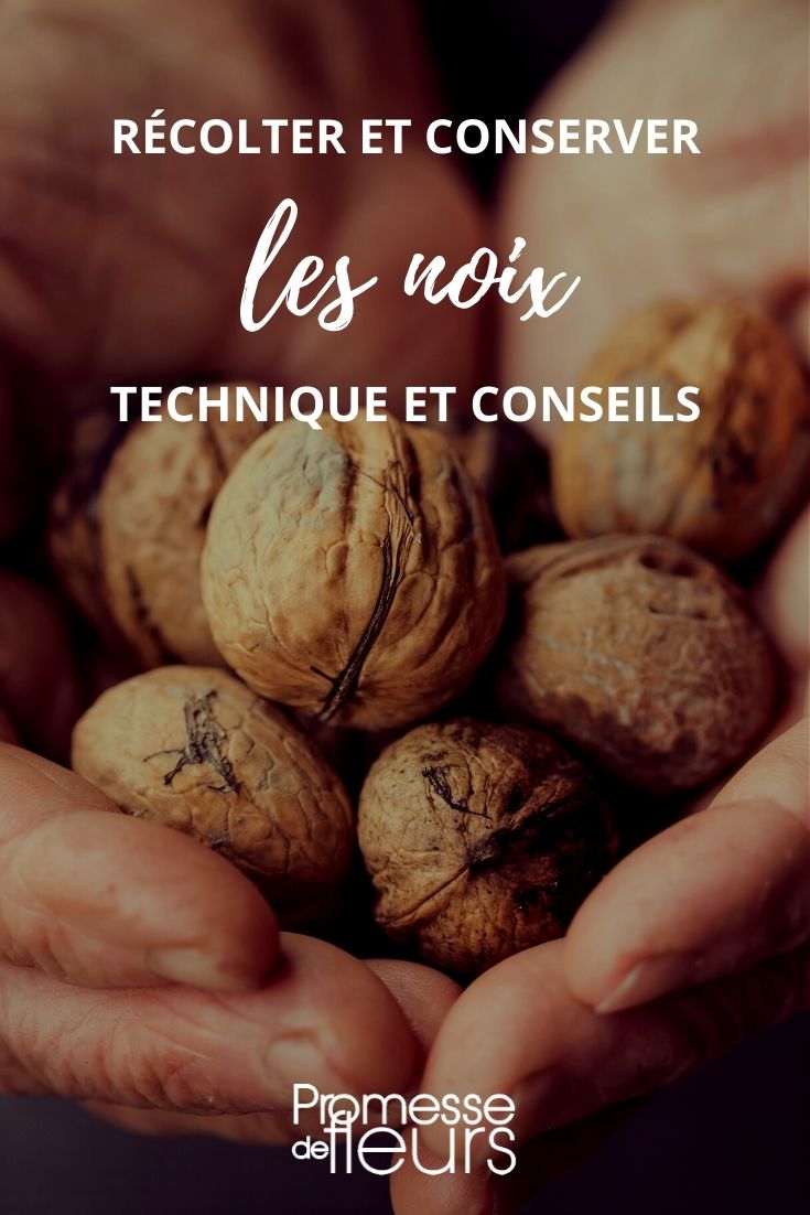 Harvesting and Storing Walnuts: A Tutorial