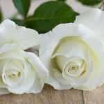 7 rosebushes with large white flowers