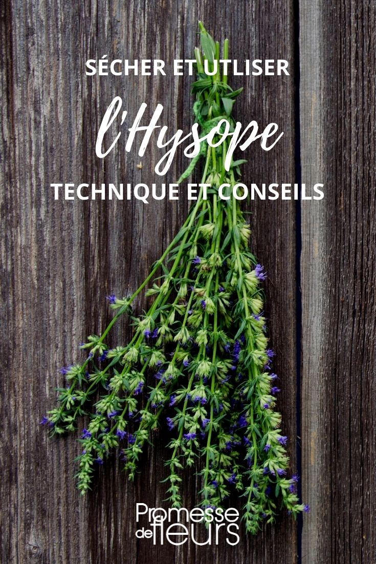 Drying Hyssop: A Tutorial