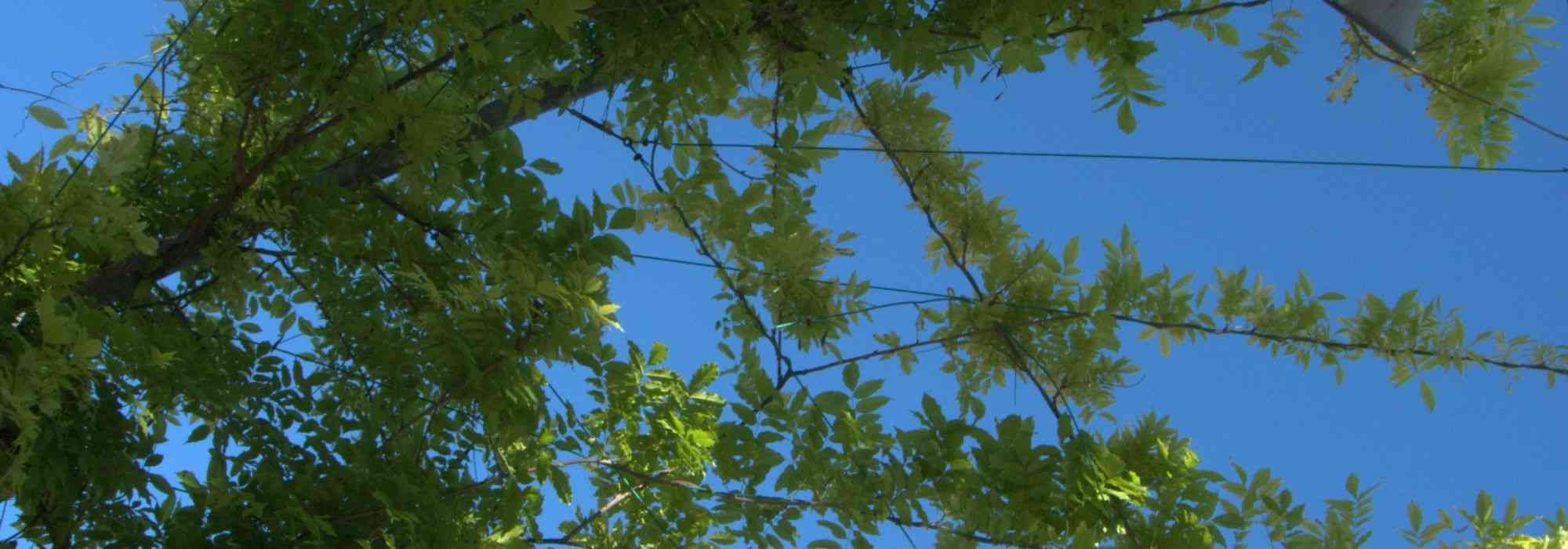 8 climbing plants for a south-facing garden