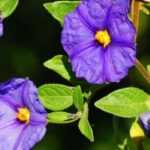 Growing Solanum in pots