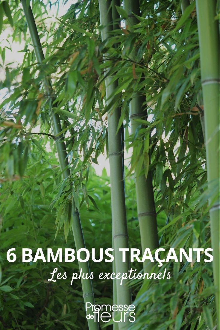 6 running bamboos
