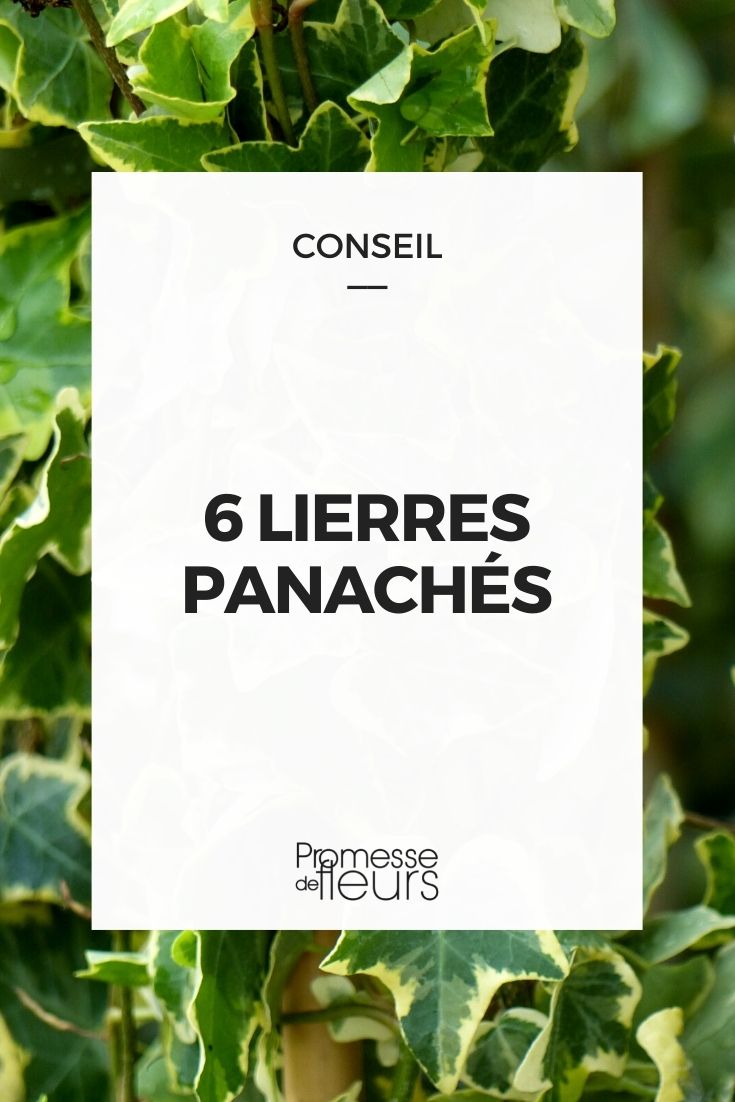 6 Variegated Ivies to Discover