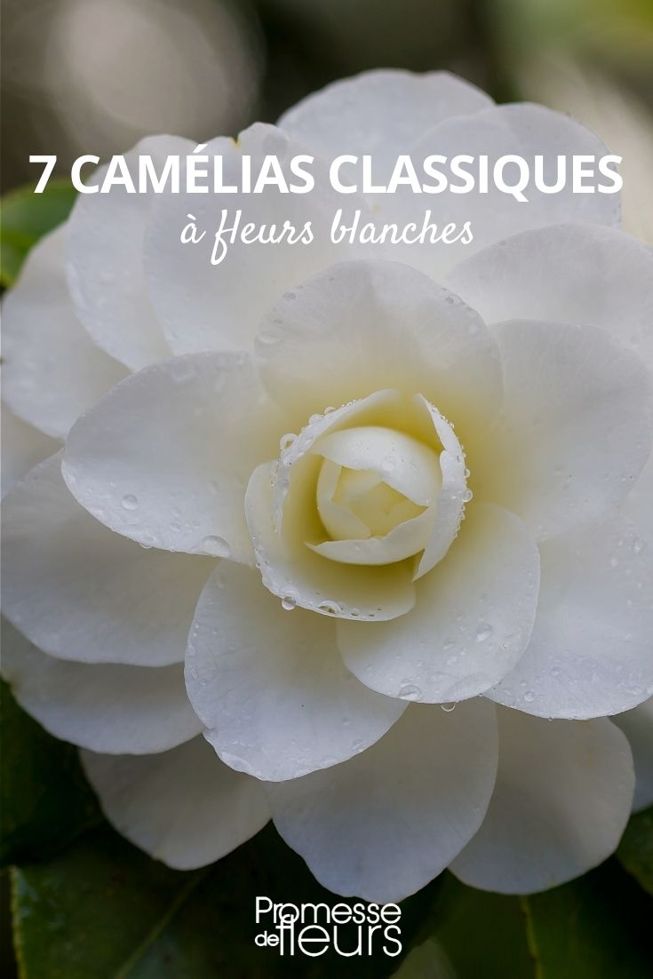 7 classic white camellias
