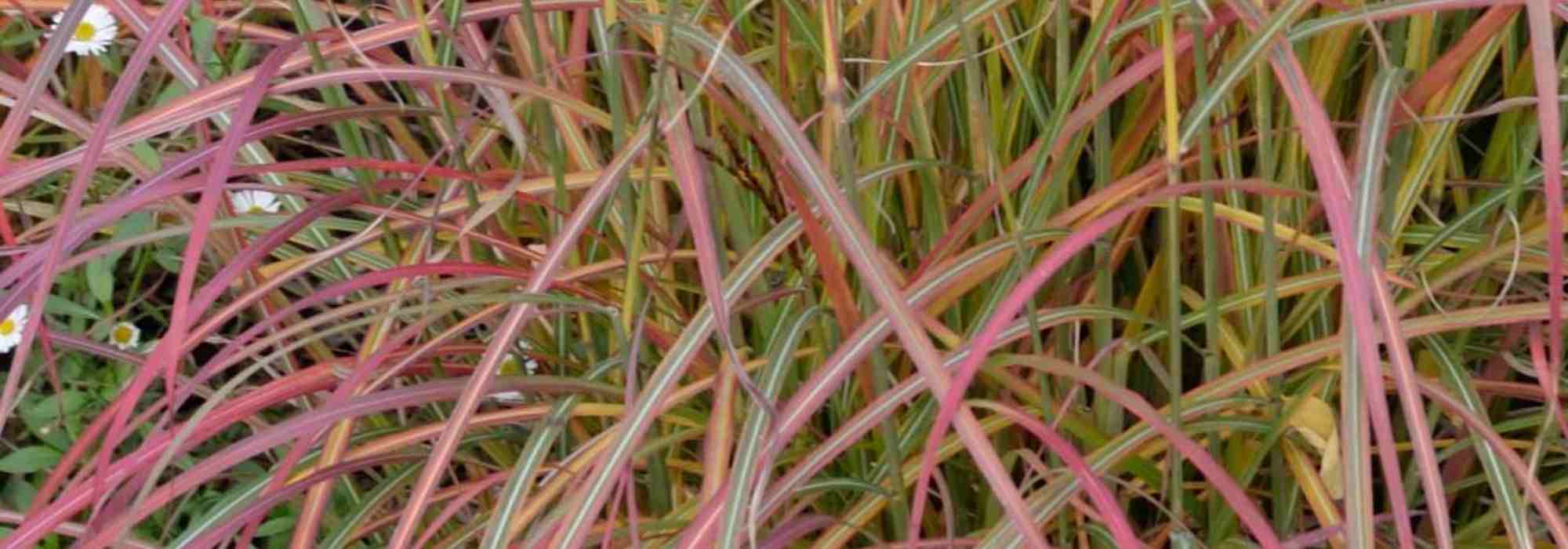 7 grasses for a South-facing garden
