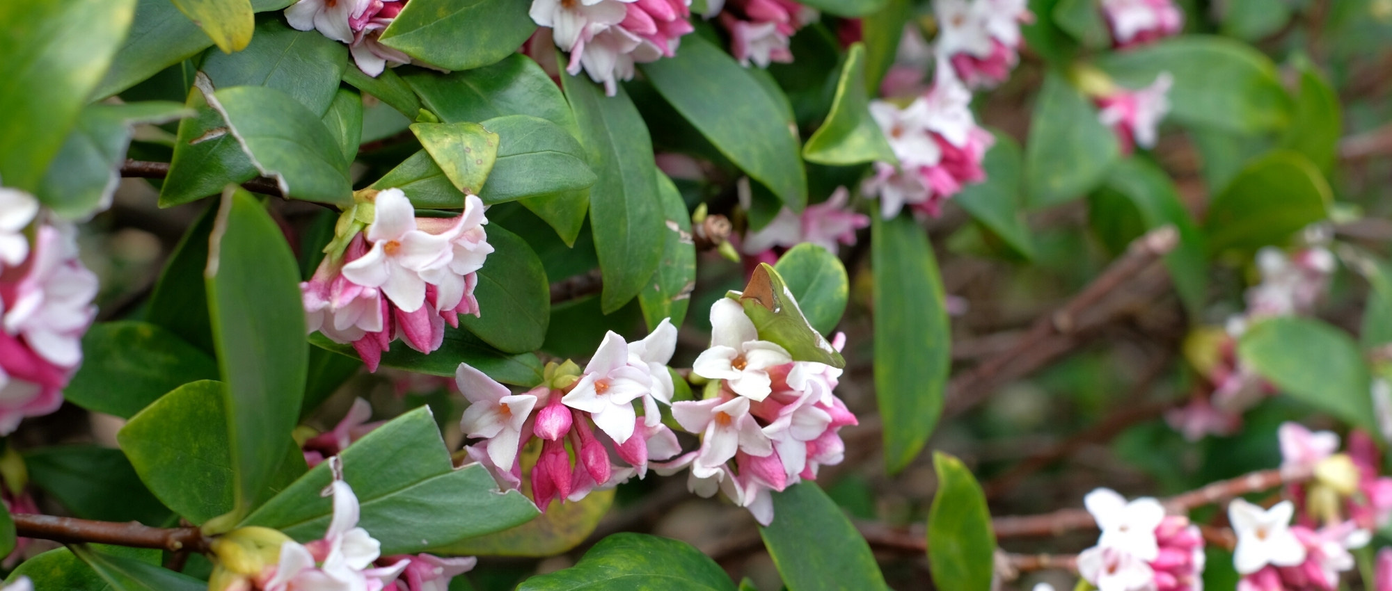 8 evergreen and fragrant shrubs