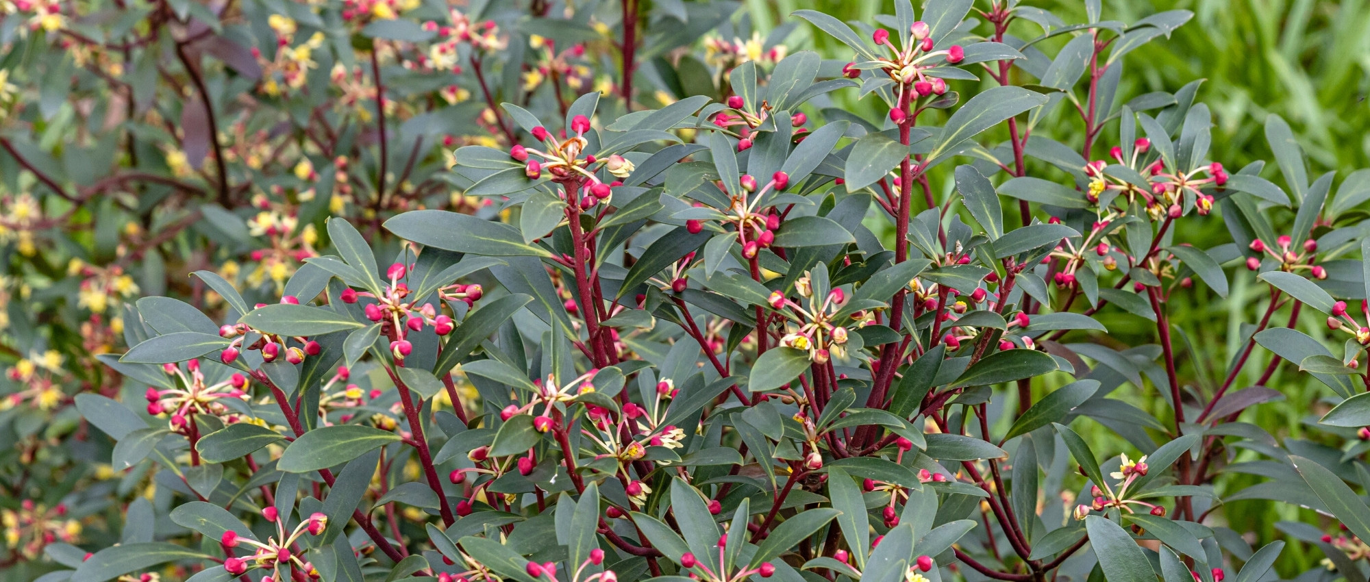 Drimys: planting, growing, and care