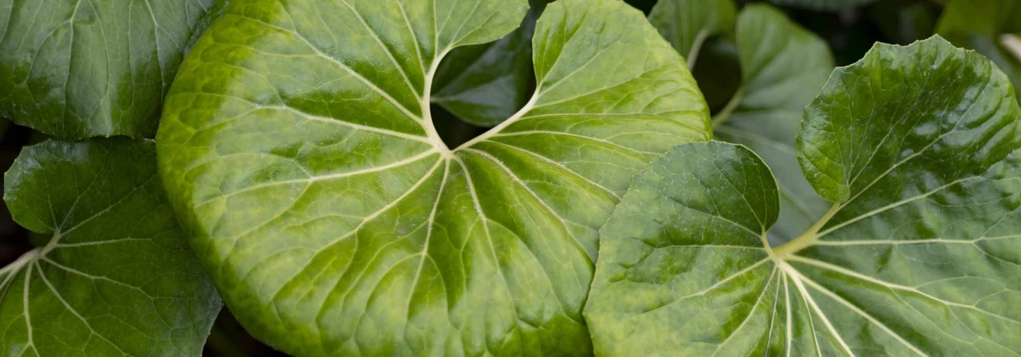 Growing Farfugium in pots