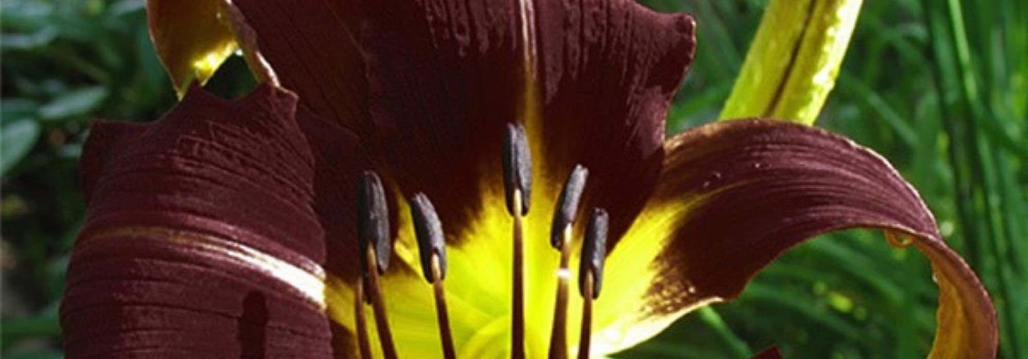 7 Hemerocallis for an exotic garden