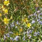 7 Hemerocallis for a naturalist garden