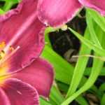 7 Daylilies for a romantic garden