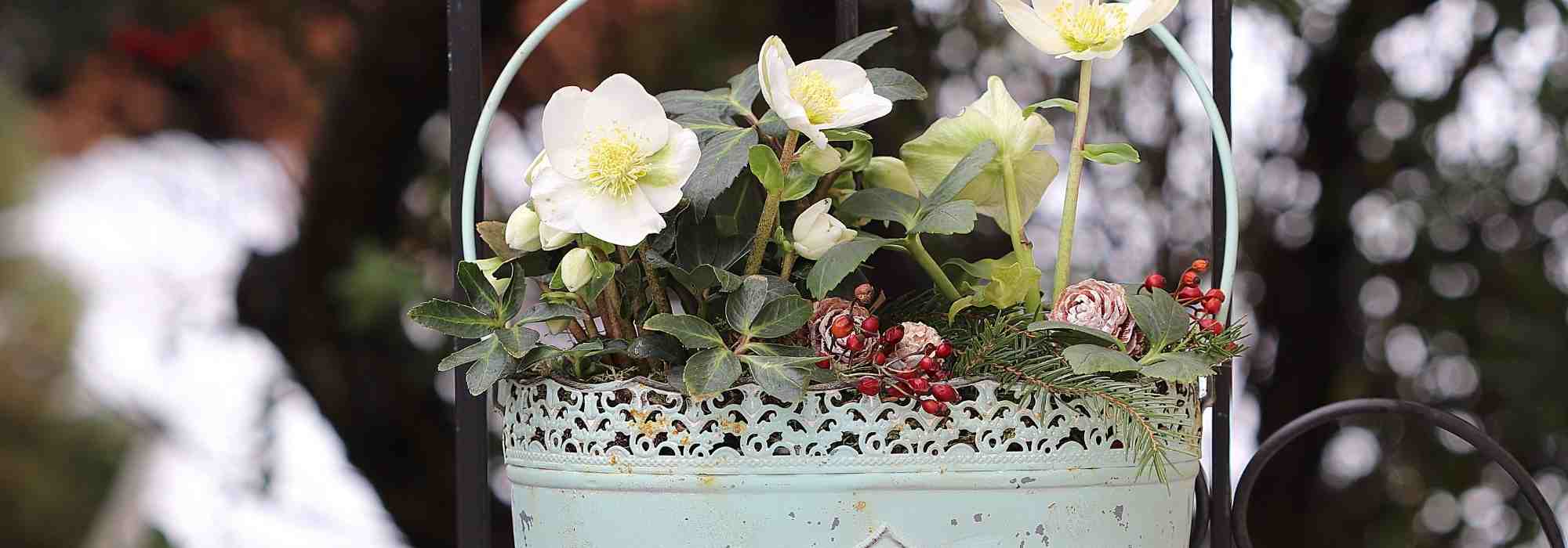 Growing a hellebore in a pot