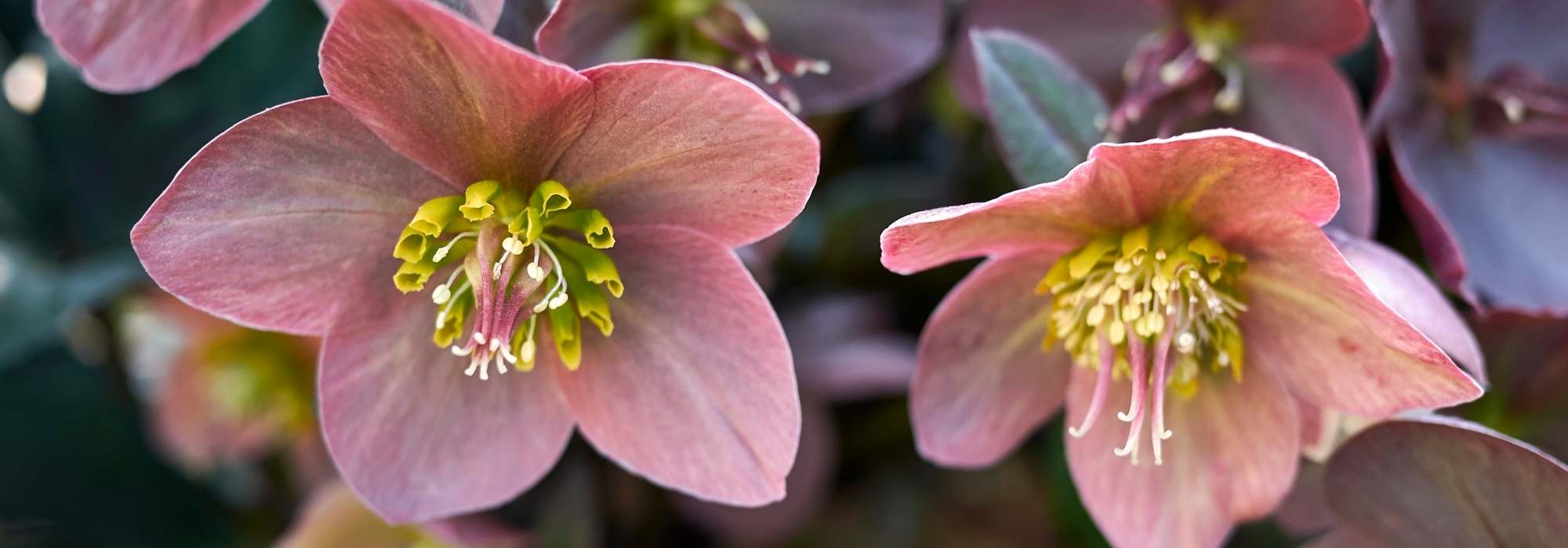 10 single-flowered hellebores