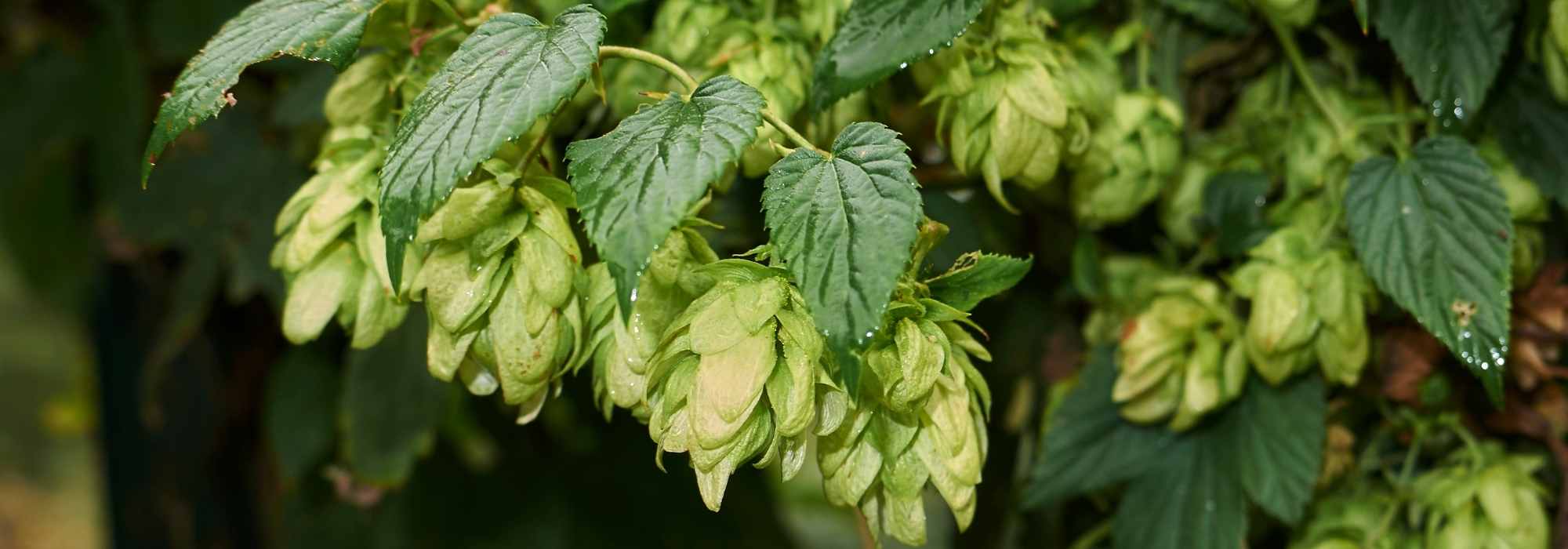 What are hops used for?