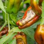 Diseases and Pests of Bell Peppers