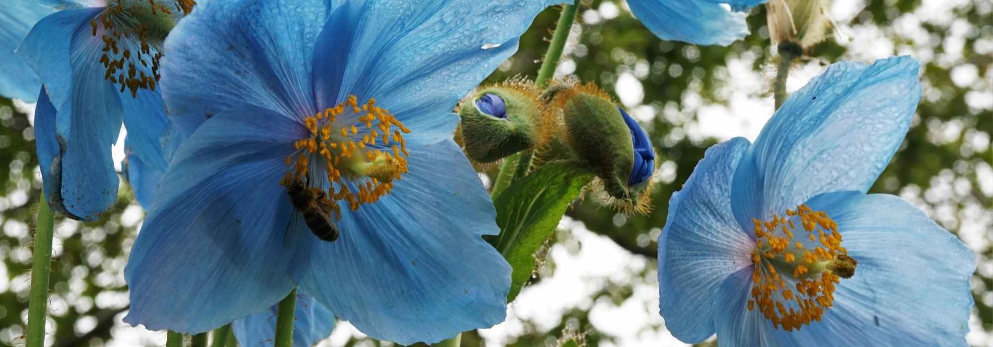 Meconopsis: sowing, growing and care