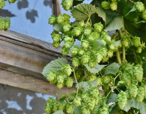 Propagate hops