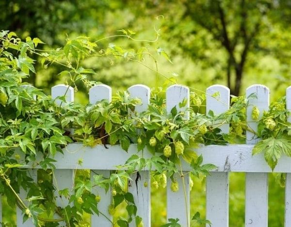 Training and staking hops