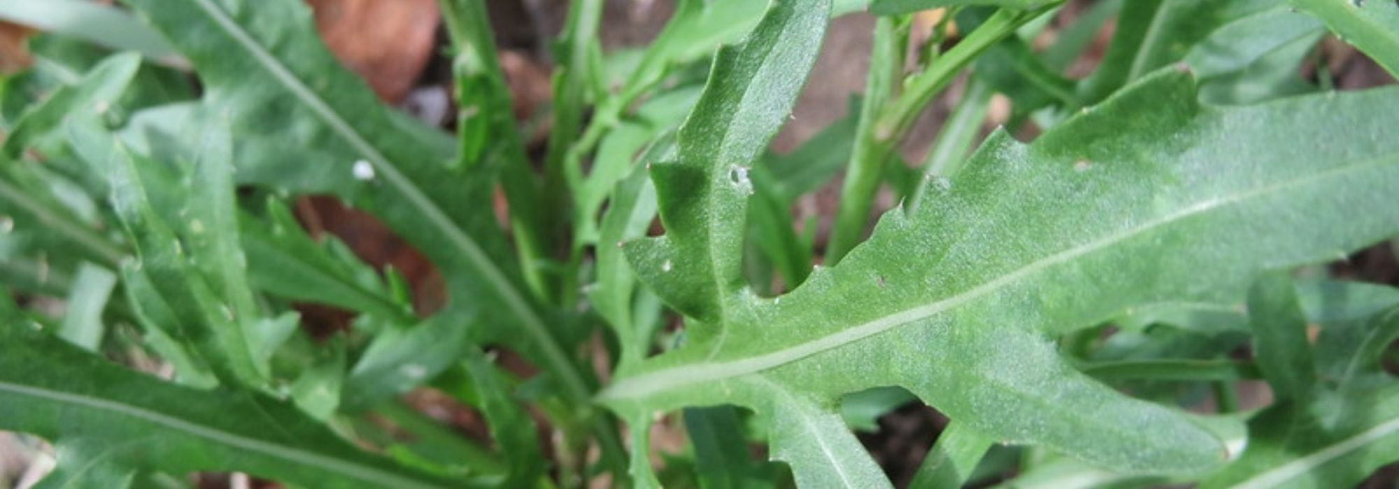 Rocket: sowing, growing and harvesting