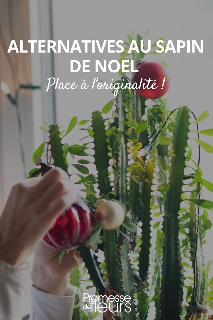 Alternatives to the Christmas Tree

As the festive season approaches, many of us start thinking about putting up a Christmas tree. However, for various reasons, you might be looking for alternatives to the traditional Christmas tree. Whether it's due to space constraints, sustainability concerns, or simply a desire for something different, there are plenty of creative options to consider.

1. **Potted Plants**: Opting for a potted plant can be a sustainable and living alternative to a cut Christmas tree. Consider species like Norfolk Island Pine (Araucaria heterophylla), which has a natural pyramidal shape and can be decorated similarly to a traditional Christmas tree. After the holidays, it can continue to live and grow.

2. **Branch Arrangements**: Gather branches from trees like Birch or Willow, place them in a large vase, and decorate them with lights and ornaments. This can create a minimalist and elegant festive display.

3. **Wooden Trees**: Crafted from reclaimed or sustainably sourced wood, these trees can be flat, three-dimensional, and come in various sizes. They are perfect for hanging ornaments and can be used year after year.

4. **DIY Cardboard Tree**: For a fun DIY project, create a tree from cardboard. This can be painted and decorated in any style you prefer, making it a unique and personal addition to your festive decor.

5. **Wall-mounted Trees**: If floor space is at a premium, consider a wall-mounted tree. Made from lights, garlands, or even simple painted designs, these trees can be as elaborate or as simple as you like.

6. **Book Tree**: Stack your books in a pyramid shape and string some fairy lights around them for a cozy, literary twist on the traditional tree.

7. **Recycled Material Trees**: Get creative with recycled materials like plastic bottles, paper, or fabric. Not only will you have a unique tree, but you'll also be making an environmentally friendly choice.

Each of these alternatives offers a unique way to celebrate the season without a traditional Christmas tree. Whether you're looking for sustainability, creativity, or just a change of pace, there's an option that can beautifully enhance your festive decor.