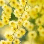 7 trees for a South-facing garden