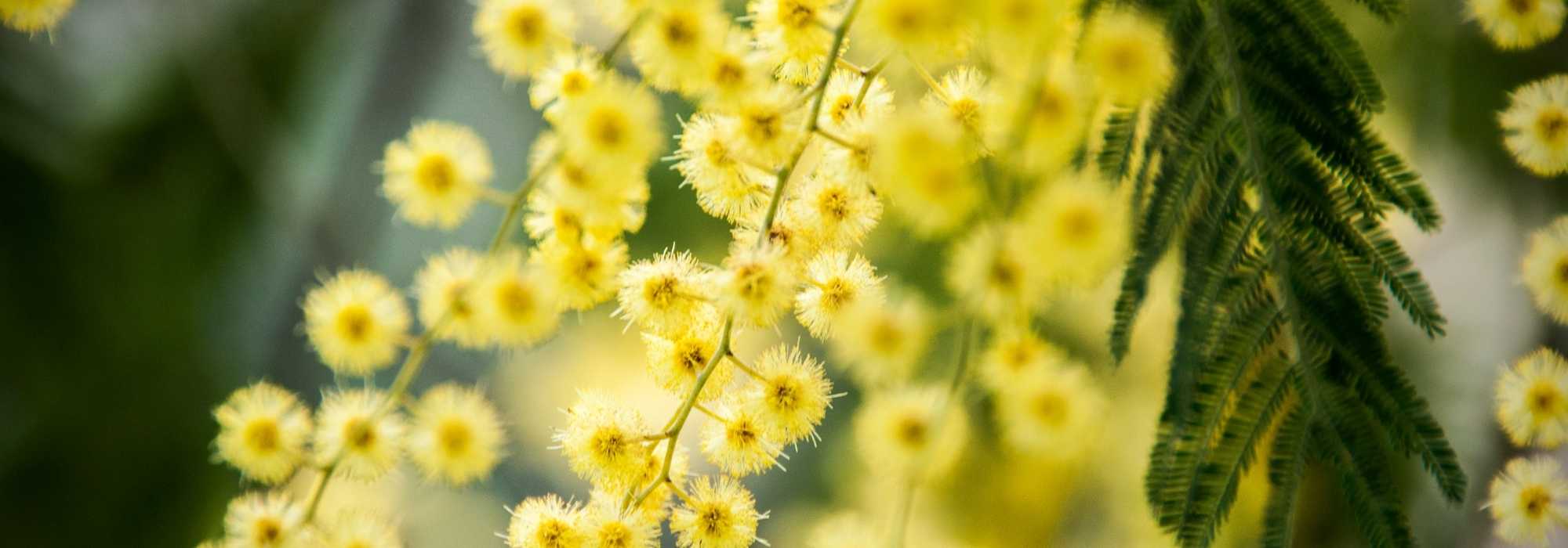 7 trees for a South-facing garden