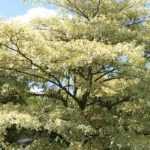 7 trees and shrubs with a nival zone habit