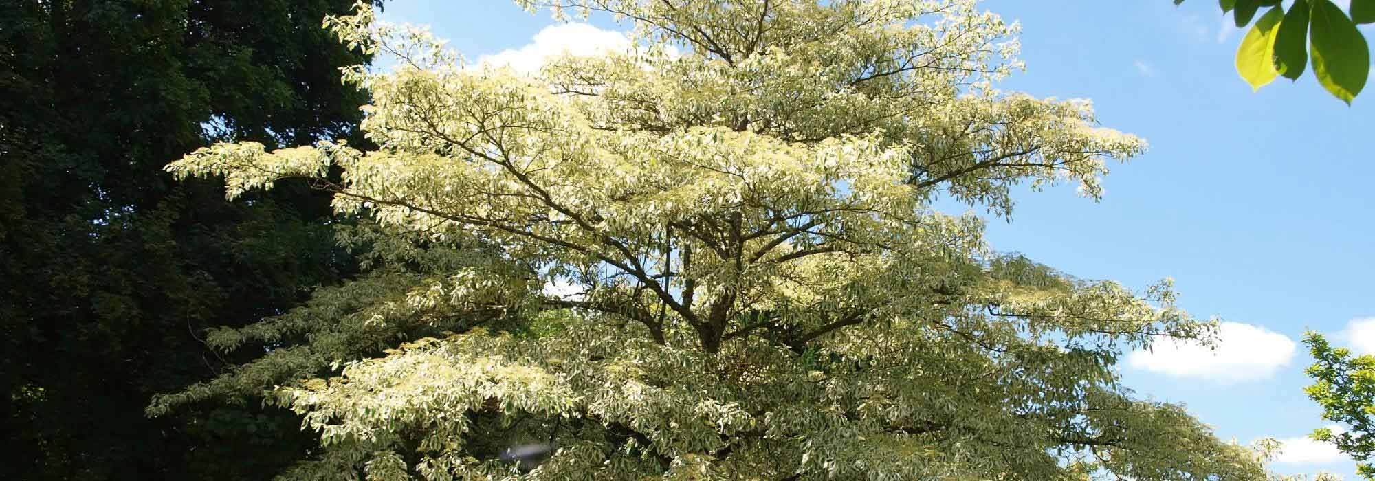 7 trees and shrubs with a nival zone habit