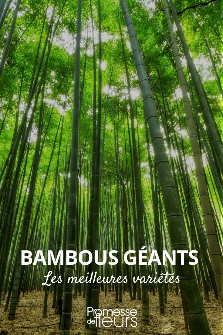 giant bamboo