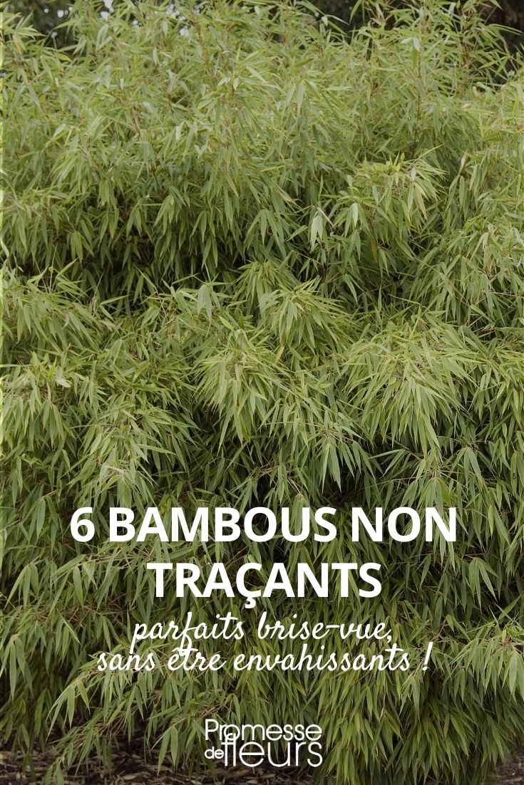 non-running bamboos