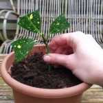 How to propagate aucuba?