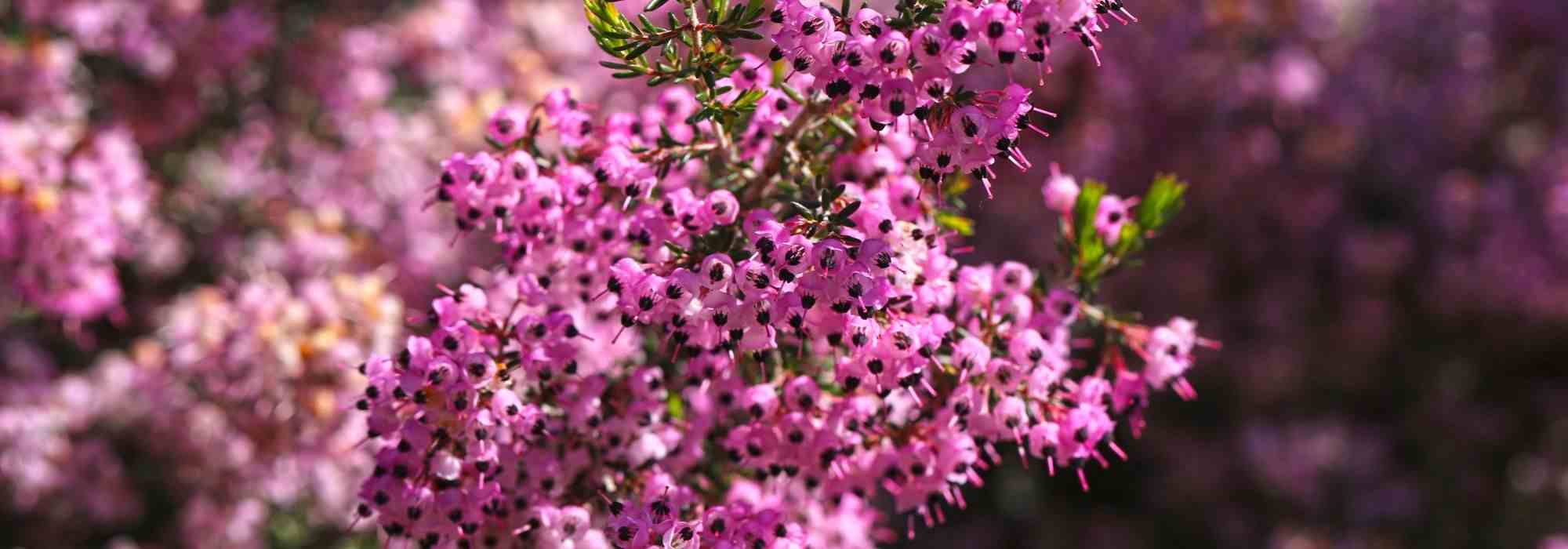 Winter heathers: the 5 most beautiful pink varieties