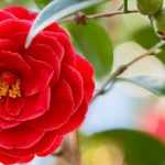 6 red-flowered camellias