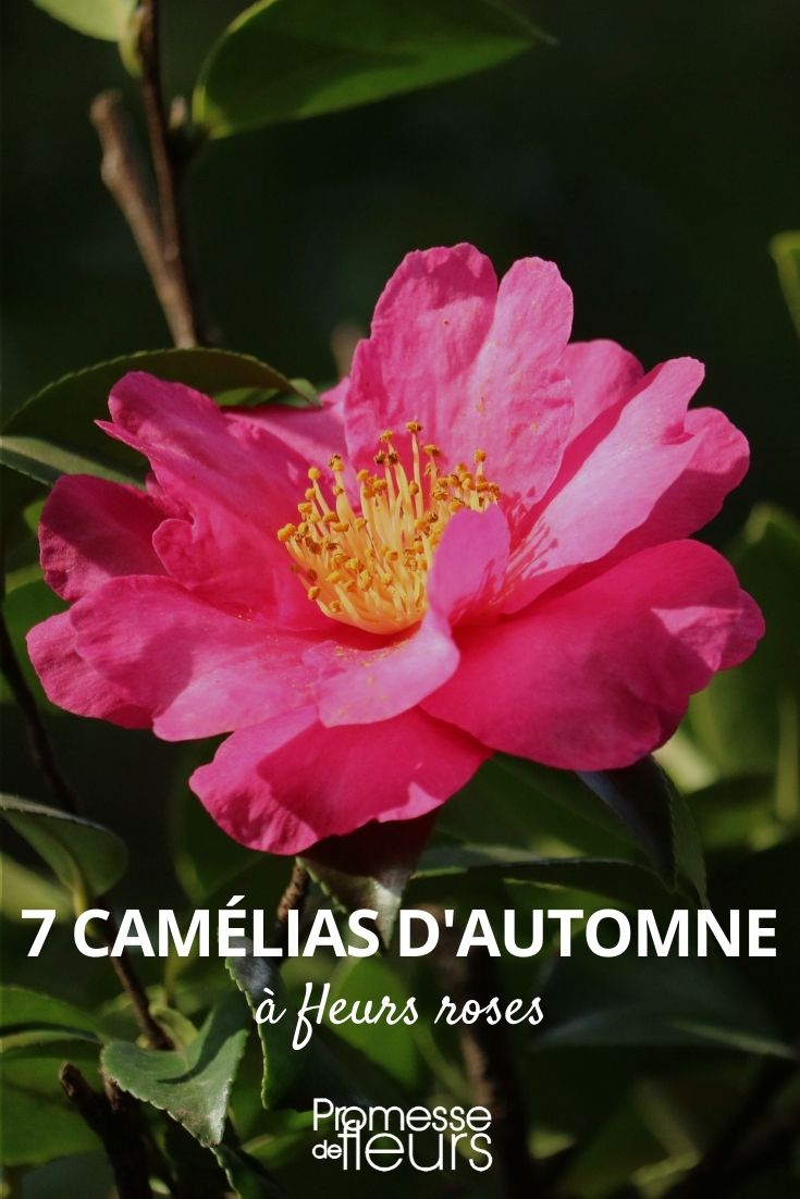 autumn camellia pink flower