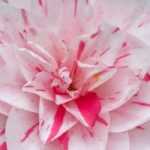 6 camellias with bicoloured flowers