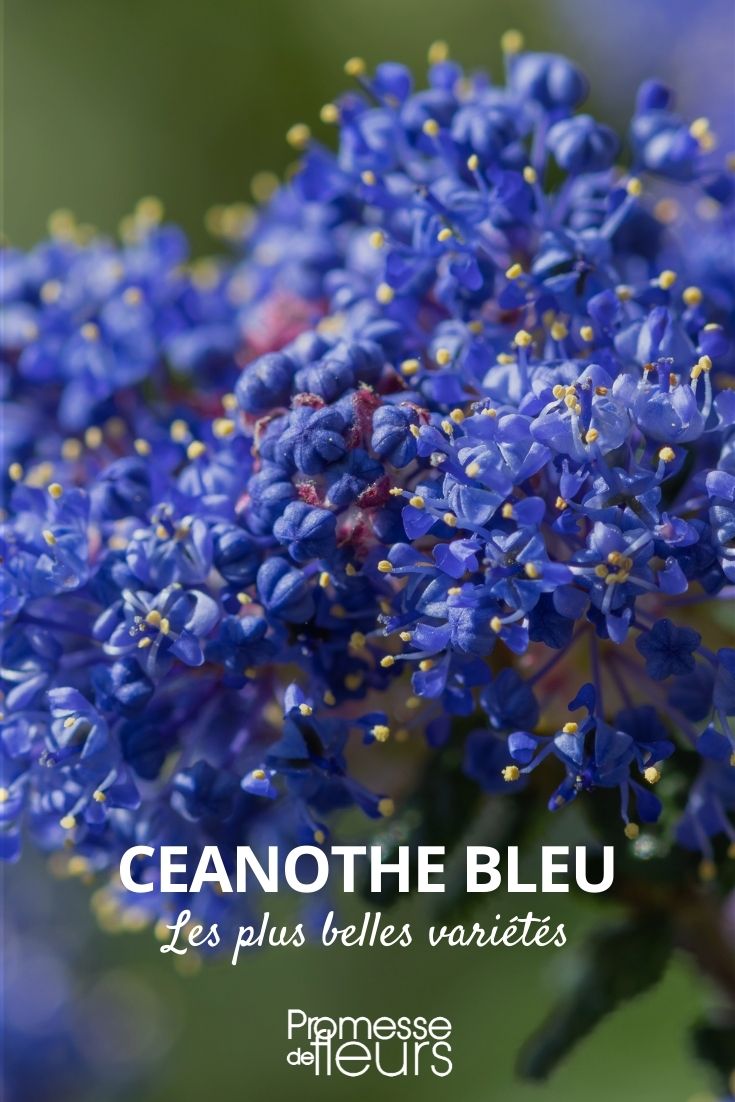 Ceanothus Blue, Most Beautiful Varieties