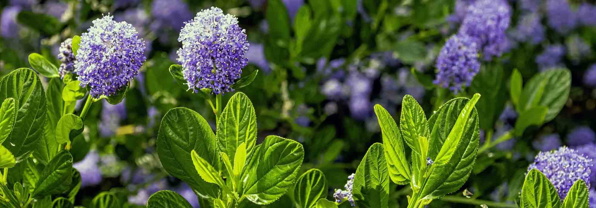 Growing Ceanothus in pots